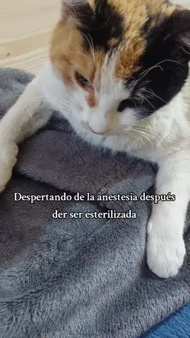 #esterilizacion #gatostiktok #salvandopatitaslucero #gatos #wacalao😂🤣🤣🤣🤣🤣 
