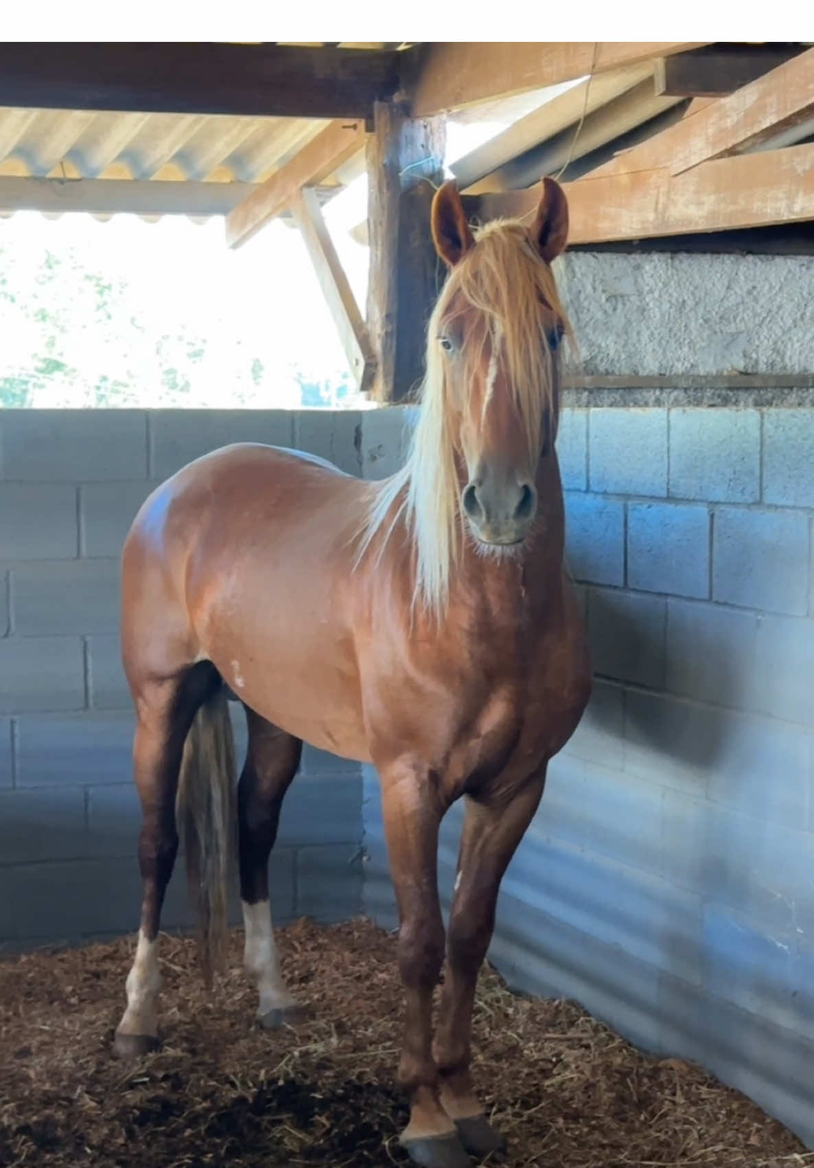 Figo Luxos❤️ #mangal #mangalargamarchador #mangalarga #csvalo #cavalo #mm 