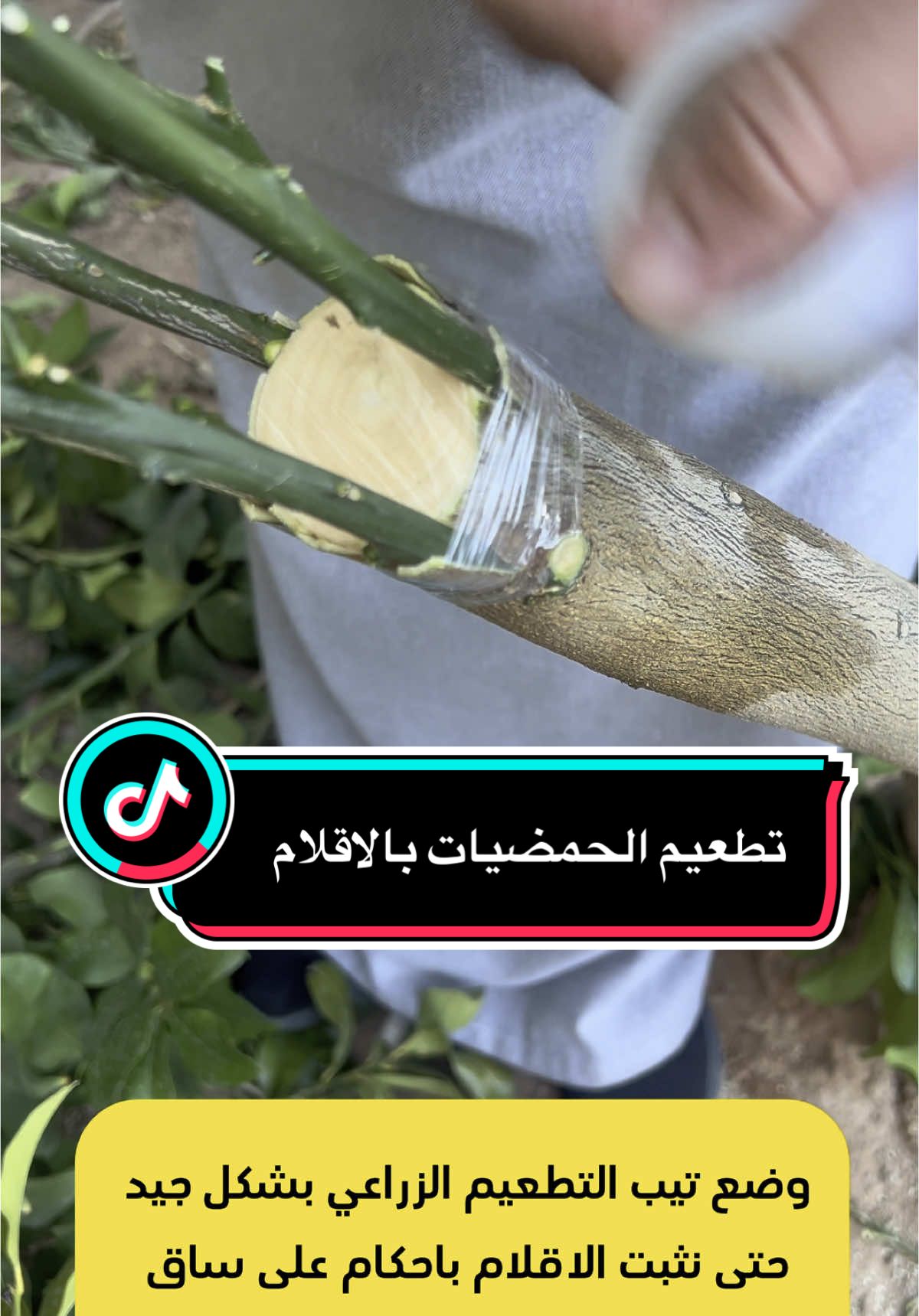 طريقه تطعيم الحمضيات بالاقلام#CapCut #زراعة_النباتات #سماد_طبيعي #الزراعه_سهله #حديقة 
