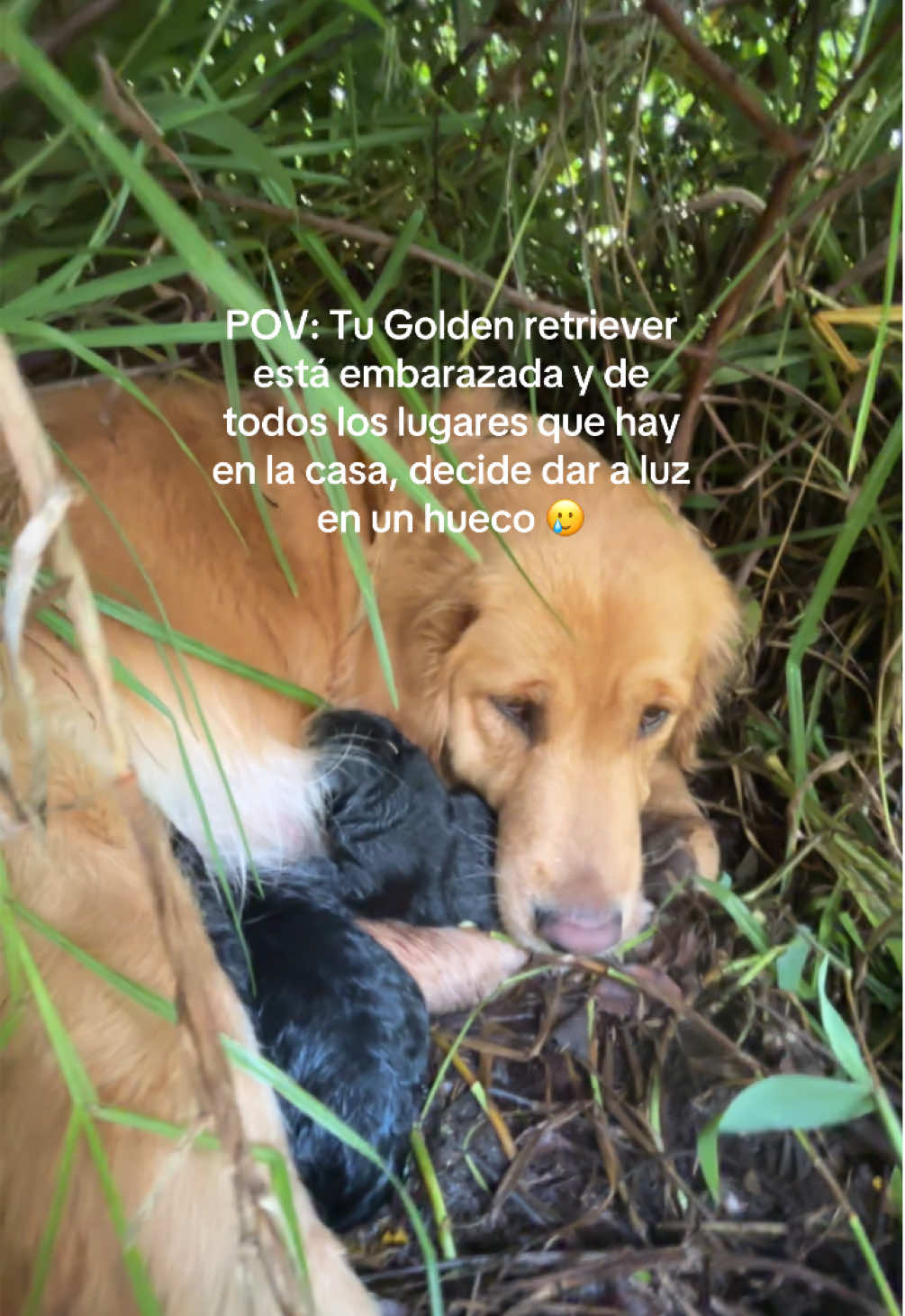 No pregunten porque son negros 🫣 #goldenretriever #golden #puppylove 