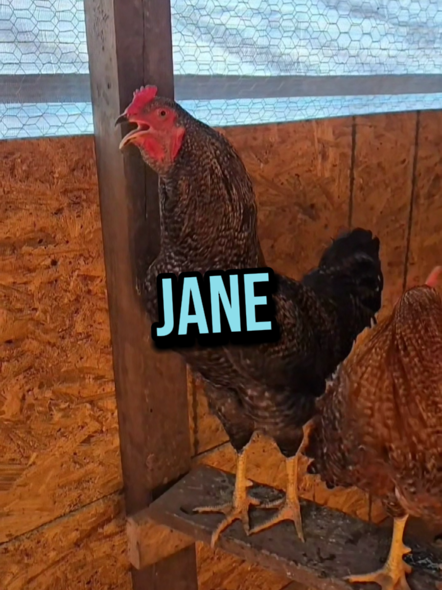 SKITTLES CALLS 📞 FOR JANE!🫶 LLAMANDO A JANE!!📞❤️ #jane #janie #janey #janet #janice #janine #rooster #chicken #chickensoftiktok #chickenhappyhour #funnyanimals #memes #memesdaily #humortiktok #cute #name #nombres #gallos #lachicapoderosa💞 #lavaqueritatx #india 