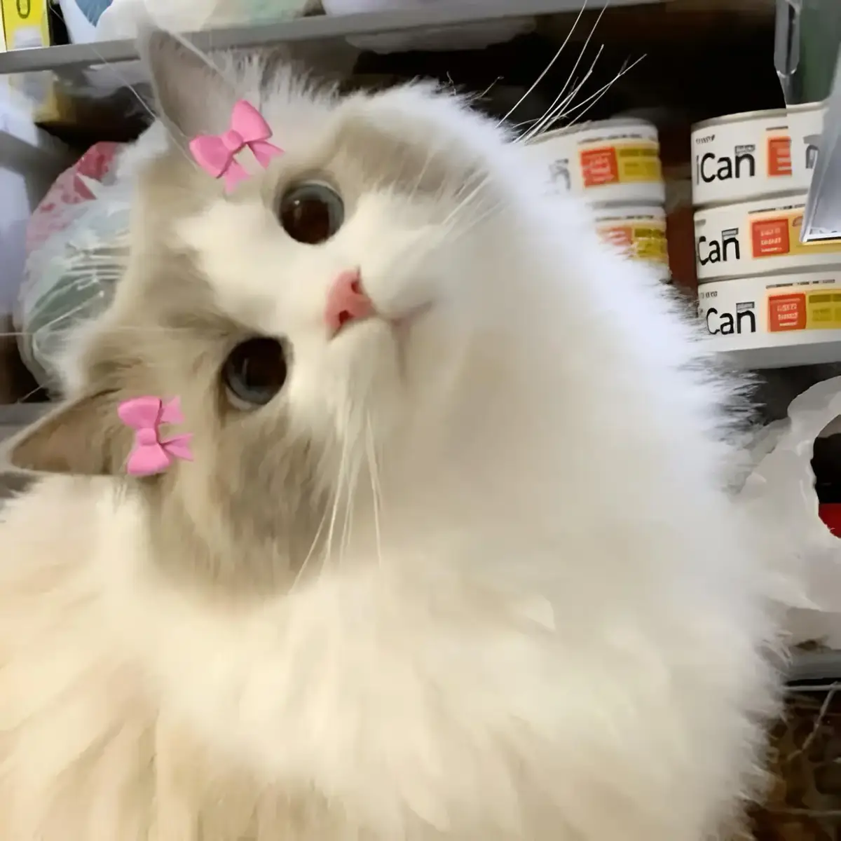 Part69|CUTE CAT PFP #fyp #cat #catsoftiktok #pfp #pfps #catpictures #profile #picture #fypシ゚viral🖤tiktok #uchihakuzen 