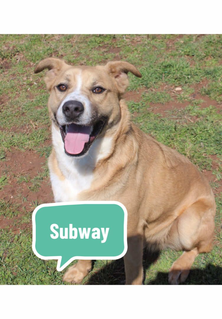 This cutie has been at the shelter since he was ~3 months old! He is a dream! Great with other dogs and I’ve never had a dog eat a treat from my hand so gently😅. #adoptme #shelter #paulsvalley #oklahoma 