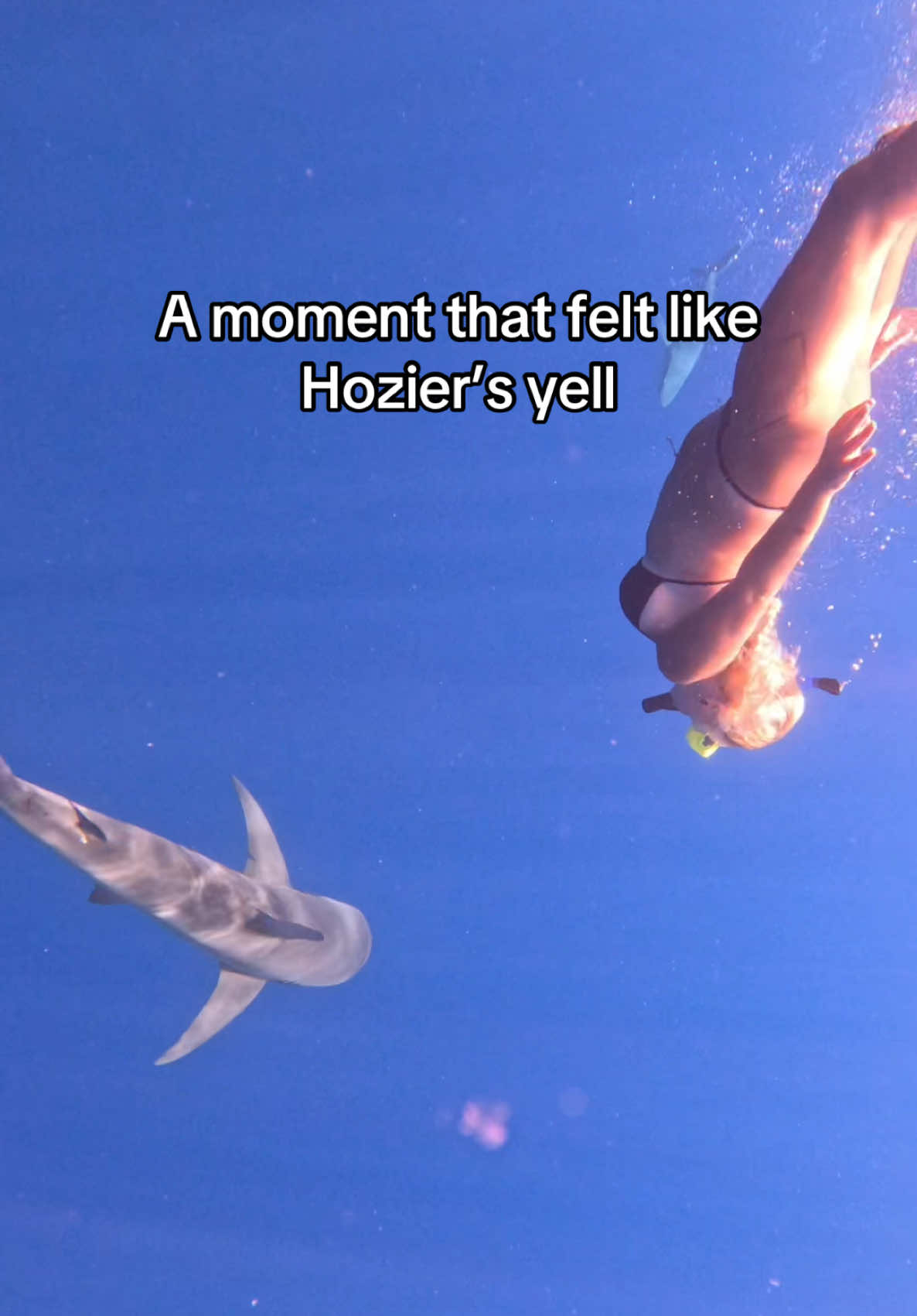 There’s something about jumping into shark infested waters 🥰 #hozier #hoziersyell #sharks #lemonshark #cagelesssharkdiving #sharkdiving #swimmingwithsharks #fyp #northshore #haleiwa #fypシ 