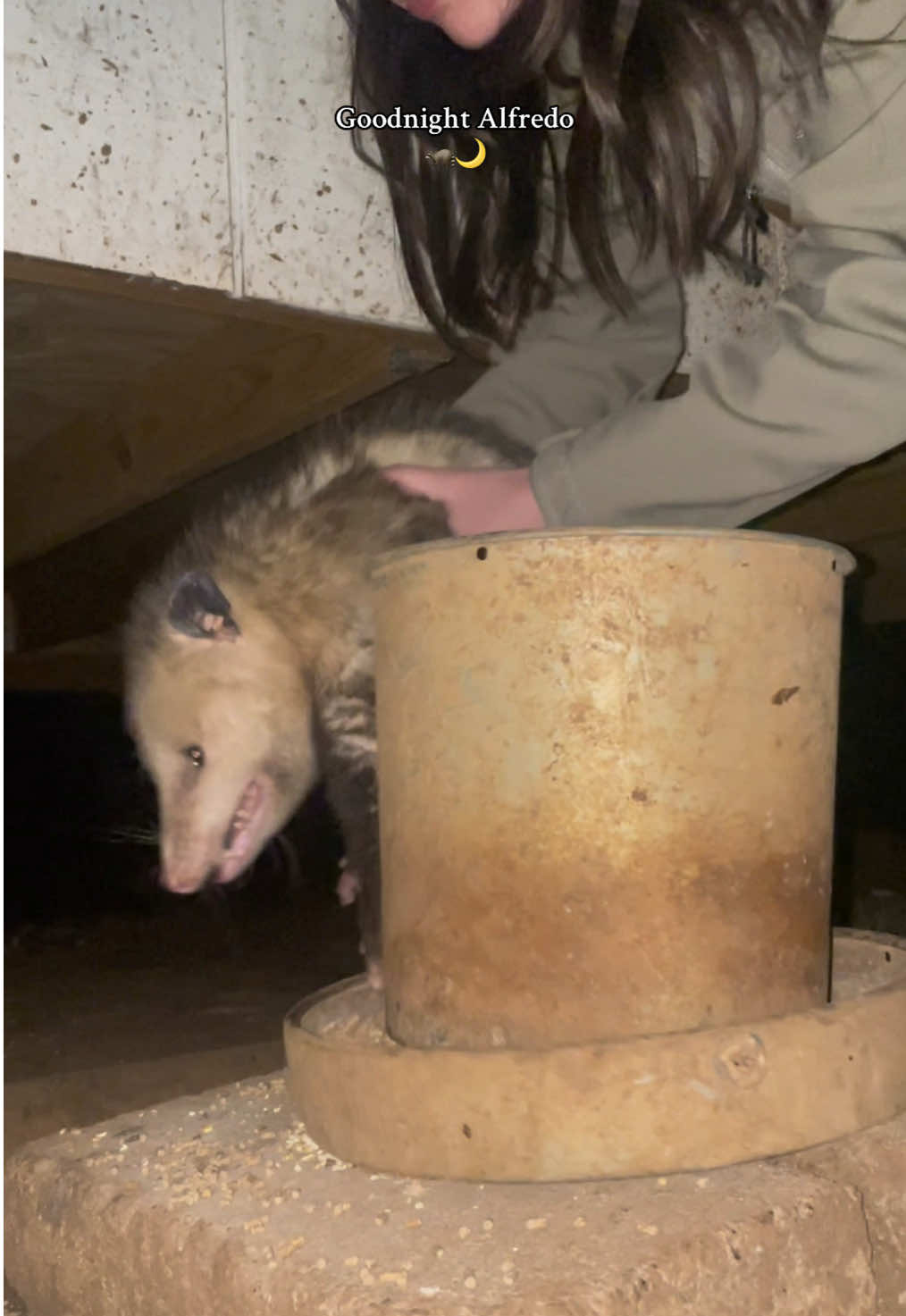 All the clean water he could need, yet chooses to drink dirty duck pond water. #chickens #chickencoop #farm #farmer #farmlife #homestead #homesteading #possum #opossum #nc #wildlife 