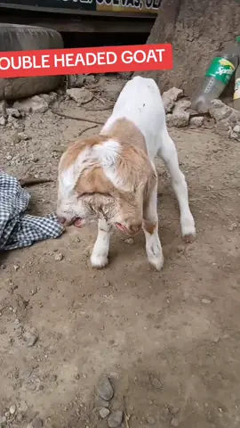 DALAWANG ULO🐐 #TrueLove #trendingvideos #tiktokviral #foryoupage #fyp #loveneverdies #loveisallaround #doubleheadedgoat 