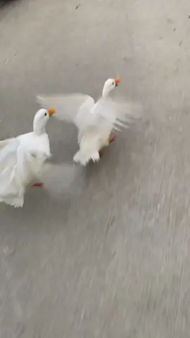White call duck flight progress over about a week, these 2 drakes came out of a wire bottom cage at a dairy from where they had 2 feet by 2 feet and had never flown before, they both became very succesfully breeders and were given a second chance at life and an amazing one at that. #callduck #callducks #callducksoftictok #callducksoftiktok #whitecallduck #whitecallduck❤️ #whiteduck #duck #ducks #ducksoftiktok ##petcallduck #petduck #petducks #callducksflying #waterfowl #domesticducksflying #domesticduckscanfly #anseriformes #anatidae #wisconsin 