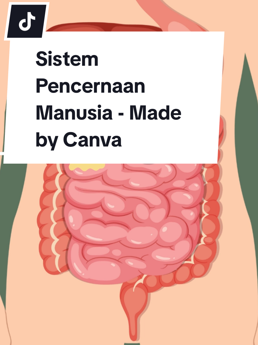 Sistem Pencernaan Manusia - Made by Canva #canva #ipas #sistempencernaan 