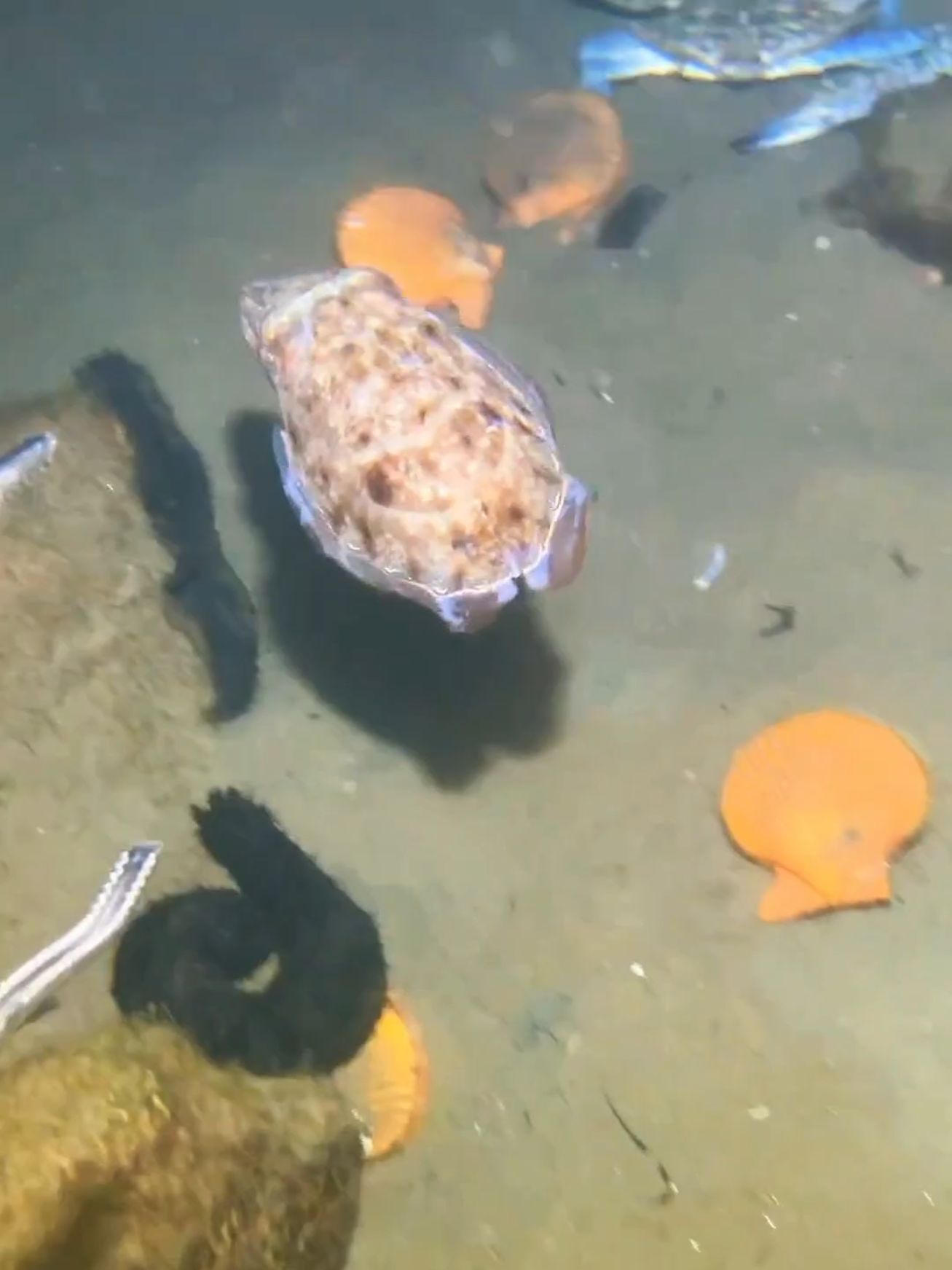 I encountered a big cuttlefish while diving, and I caught 2 of them. #diving #crab #catchthesea #seafood #seaside #fish
