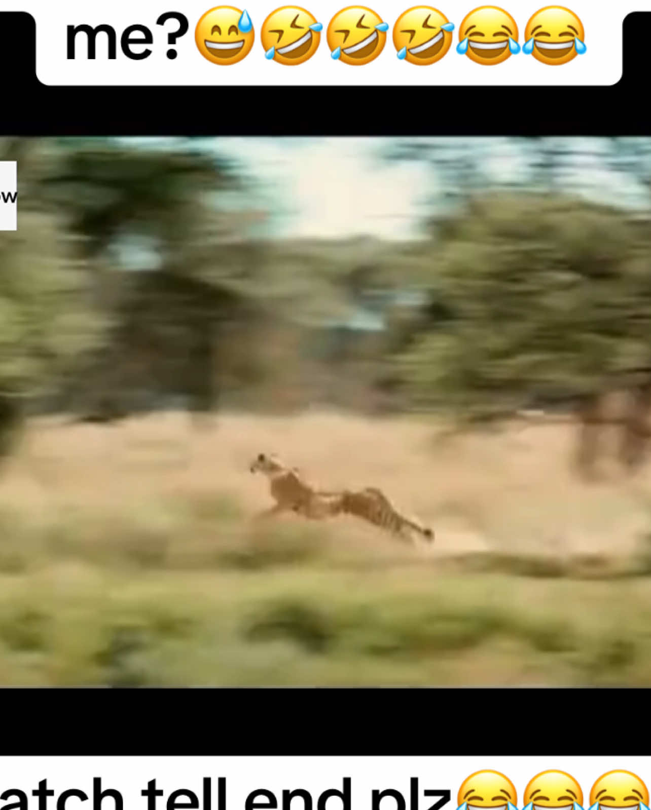 Mr. Kasongo, who can stop me😂😂😂😂?   #warthog #funnyvideo #foryoupage #leopard #funnyanimals #lion #gazelle #kasongo 