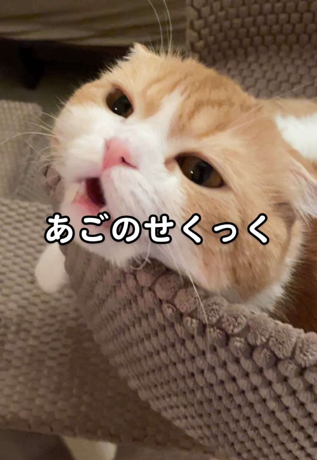 あごのせ好きね🤭 #cat #cats #スコティッシュフォールド #猫 #猫のいる暮らし #ねこ 