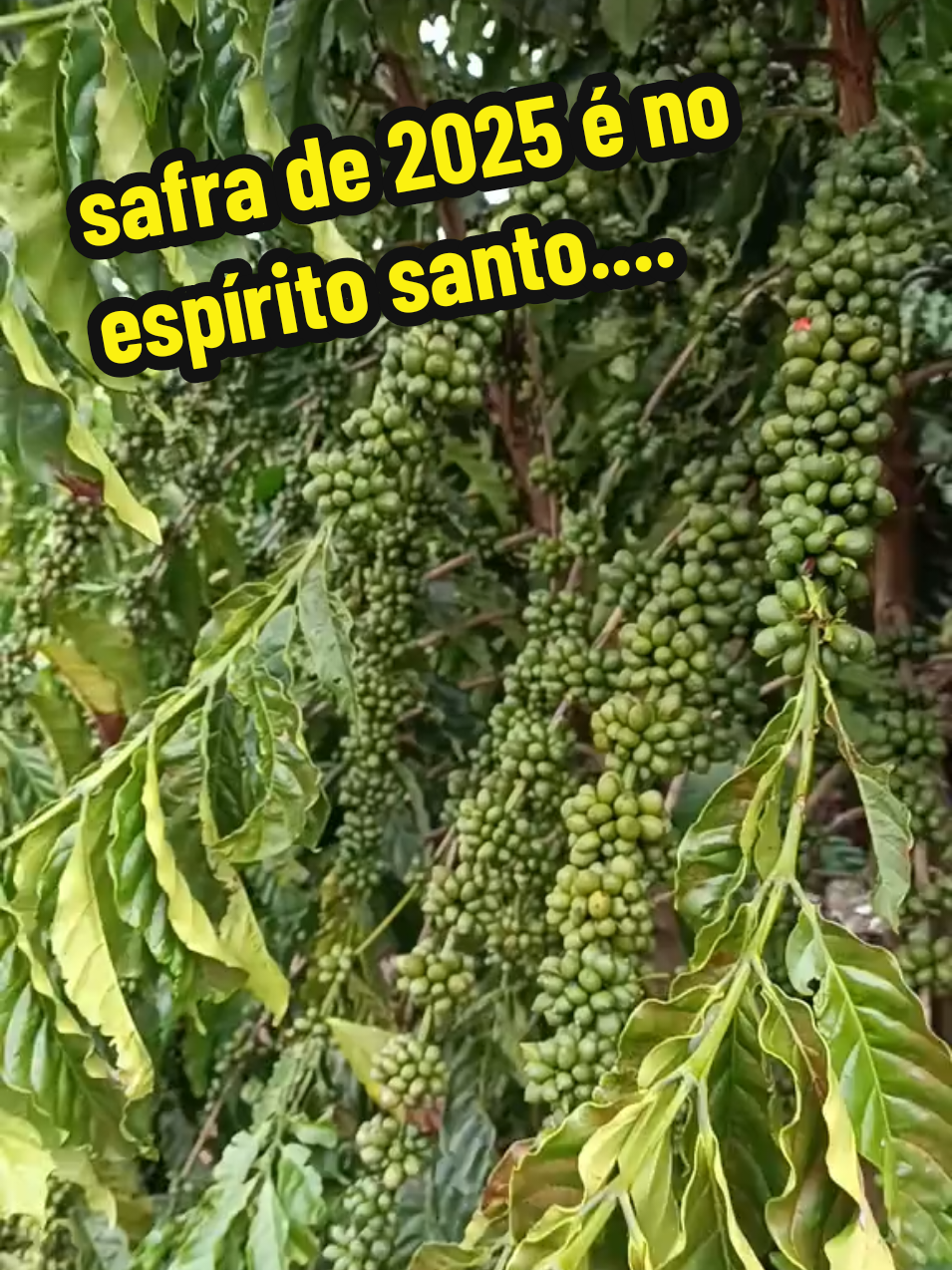 Safra 2025 é no espírito santo #roça #colheita #cafe #safra #viraliza #sucesso #sitio #vida 