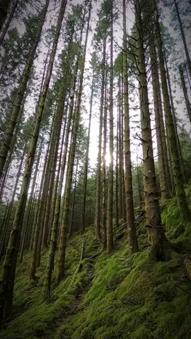 Season of green is here #woods #forest #green #moss #wanderer #wanderlust #naturephotography #scandinavia #river #coffe #calm #spring #gopro #life #norge #beauty #norway 