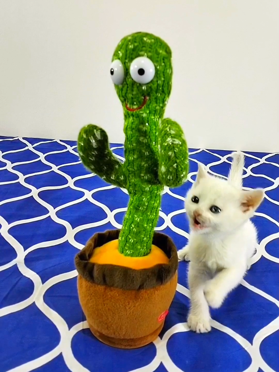 Funny reaction of cats to the dancing cactus #funny_animals_video #kitten  #FunnyCats #DancingCactus #CatReactions #HilariousCats #CrazyCats #CatVsCactus #kittensoftiktok 