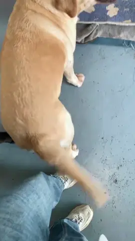 This little dog's tail is a weapon. #dog#animal#fyp#funny