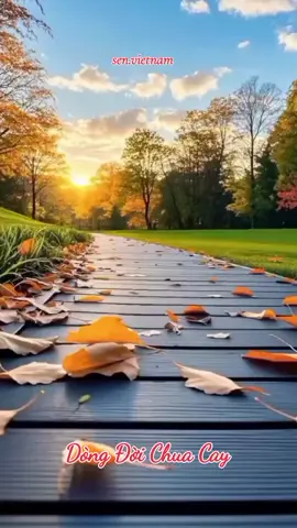 Dòng đời chua cay Đếm lá vàng rơi, bước chân ngậm ngùi.Rời xa quê cũ, mà lòng chơi vơi #sen.vietnam#xuhuongtiktok #nhachaymoingay #trending #thinhhanh #viral #quehuong 