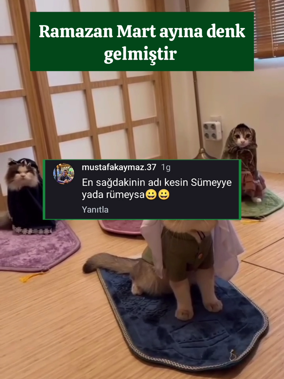 Kedileri nasıl ikna ettiniz ?