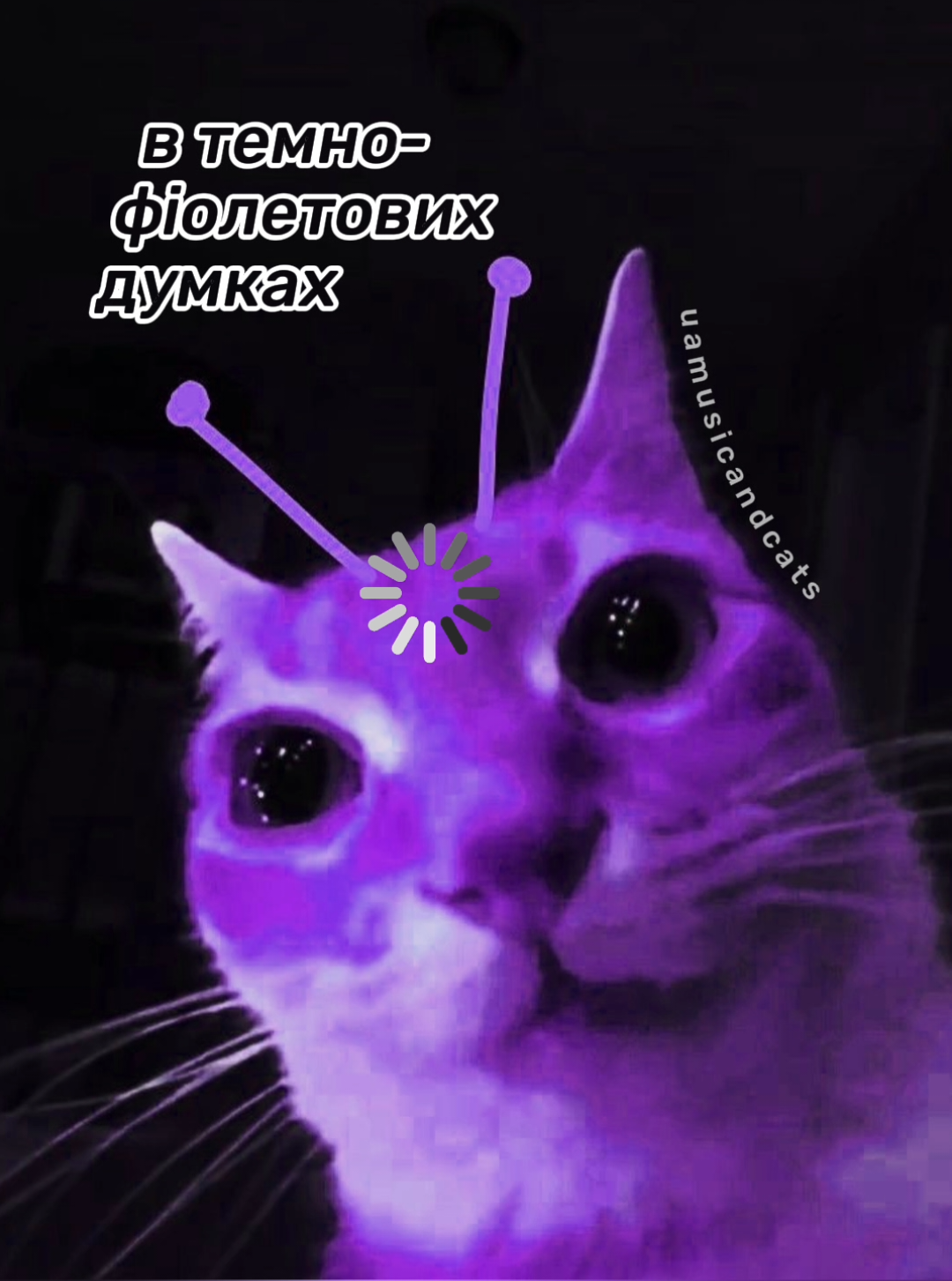 🎧 Ріддл-Діддл – Печальна 🐾 @riddle_diddle  #українськамузика #ukrainianmusic #котики 