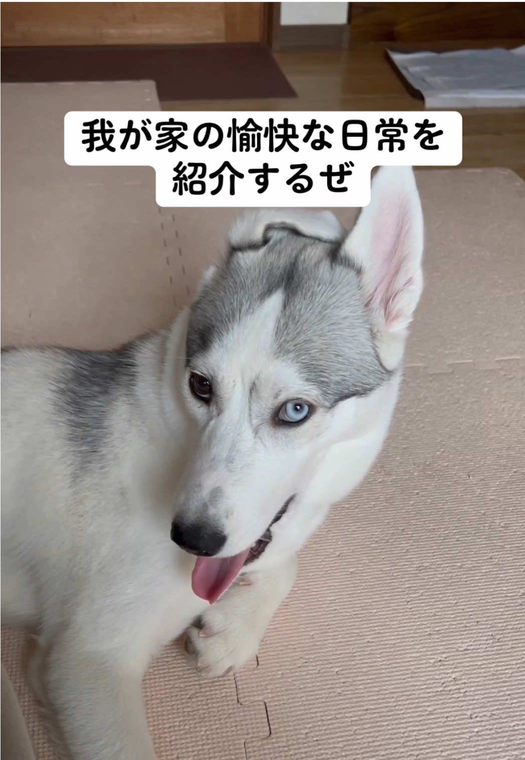 こんな日常 #シベリアンハスキー #siberianhusky #ボスプー #柴犬 