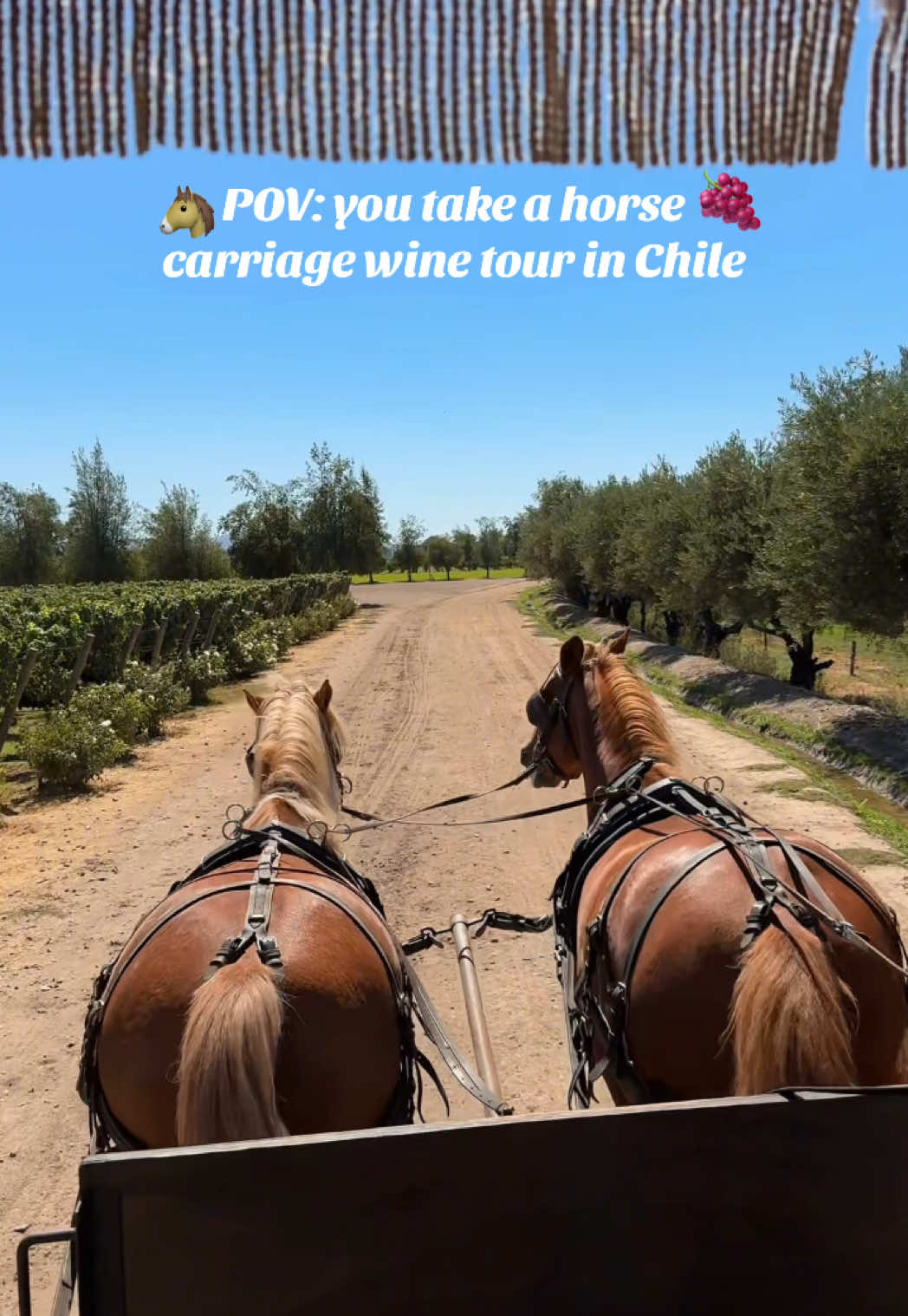 If you’re looking for a bucket list adventure in Chile, Viu Manent in Colchagua Valley is the place!🇨🇱✨ We ate the most delicious lunch, and then headed off on a horse carriage ride to learn about the history of the winery🍇 We got to see a wine maker in action, taste the wines straight from the barrels, and eat grapes right off the vines!  Add this to your bucket list!✔️ #colchagua #chiletravel #winery #bucketlisttravel 