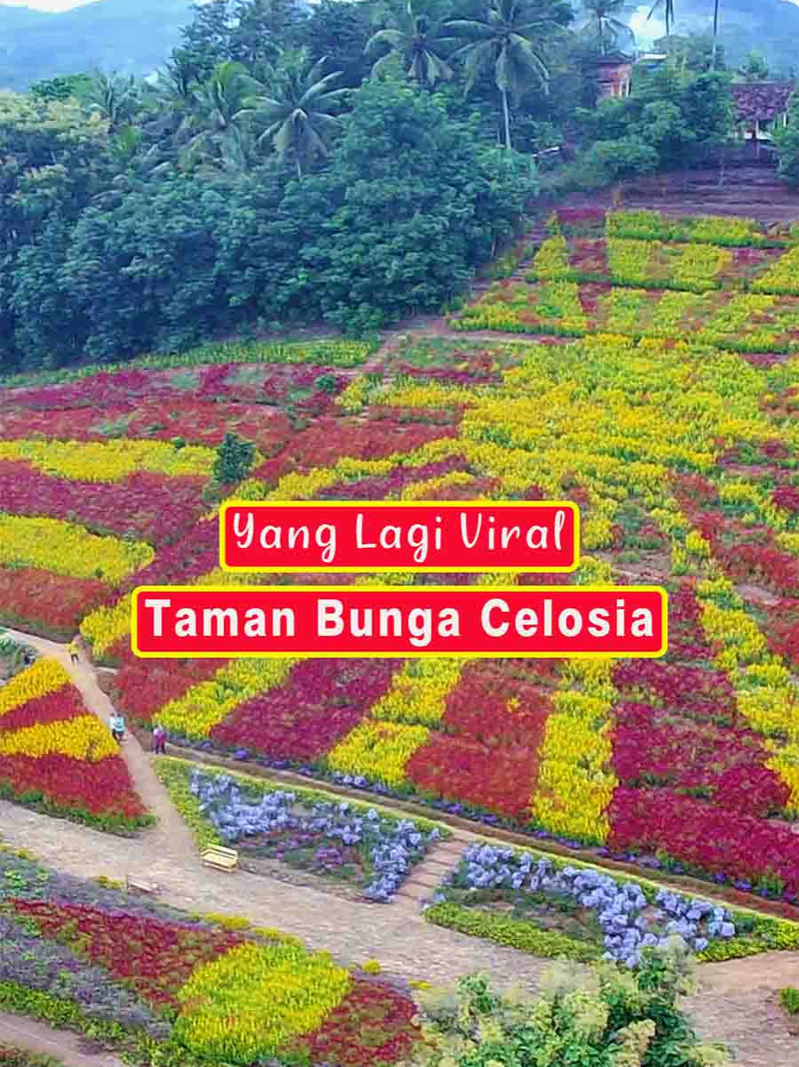 Yang Penasaran Wajib Kesini 😀😀 Taman Bunga Celosia, Taman Ini Berada Tepat Di Bawah Pura Giri Sutra Mandala, Dusun Banjarejo, Pekon Mataram Kec. Gadingrejo, Pringsewu - Lampung (Senin 10/03/2025) #tamanbungacelosia #banjarejo #mataram #pringsewu #lampung