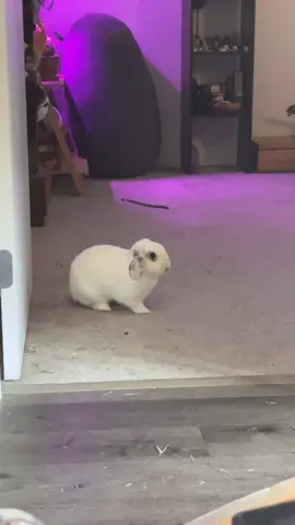 an angry bunny.😂🥰#bunny #cute #rabbits 