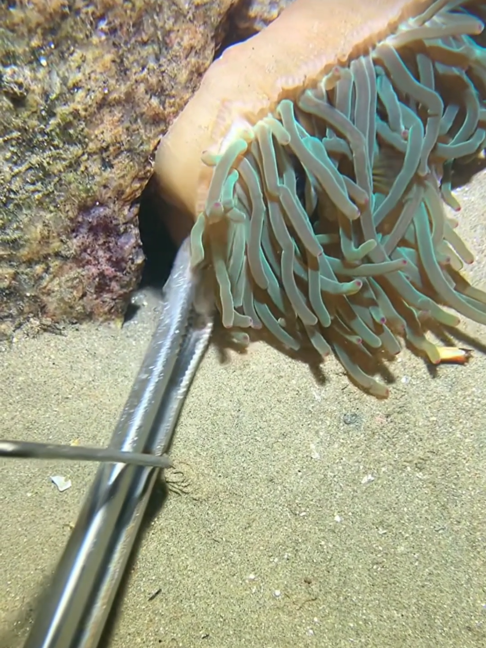 #diving #crab #catchthesea #seaside #seafood #fish #eel #lobster #seafood 