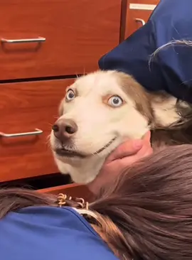 Drama husky #dogsoftiktok #funnydogs #husky #usa🇺🇸 #foryou 