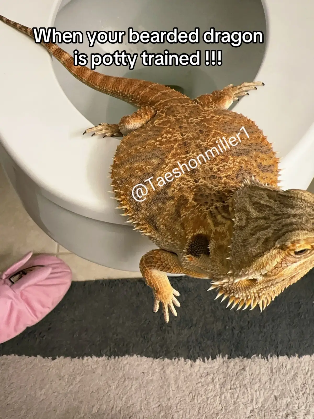 My bearded dragon citrus is fully potty trained. This took me three days and lots of patience!  Any animal can be potty trained it just takes love and patience to teach them how to do it! Of course each animal will do this at their own pace, but the point is it can absolutely positively be done for those who don’t know bearded dragons poop smells absolutely horrible and honestly, as much as I love my little citrus I got tired of cleaning his tank, so I decided to go ahead and start the potty training process If you want to know how I potty trained him. I have a video on my page it will be under the tab how I potty trained my bearded dragon💚##beardeddragon##pottytrainedbeardeddragon