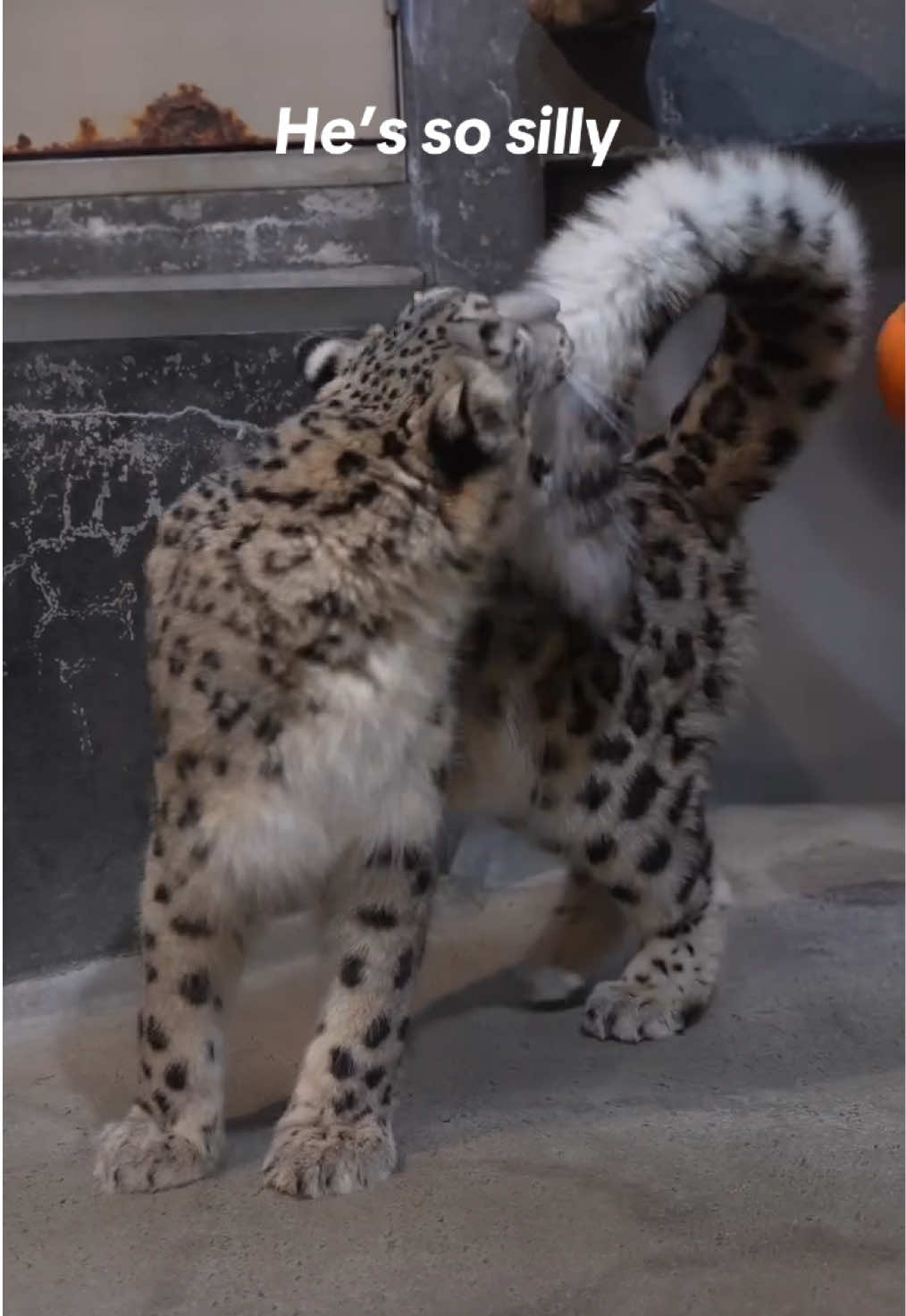 Snow leopards are one of the silliest of the big cats I think  (Not my vid)  #snowleopard #cute #nature 