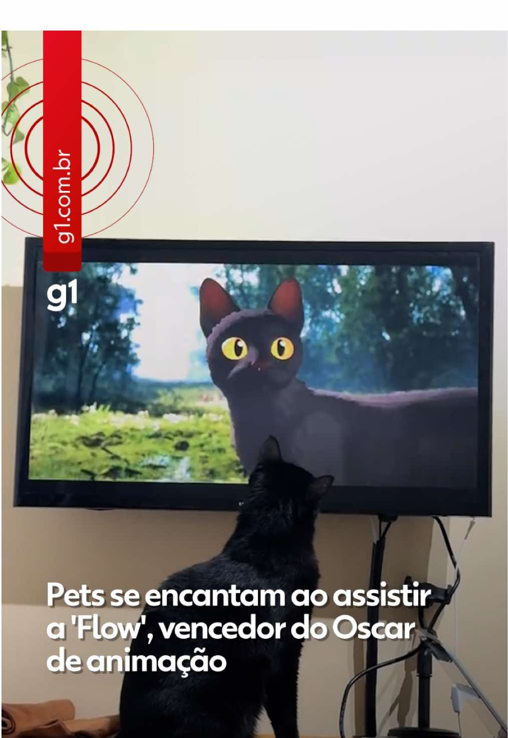 🐈‍⬛'Flow', o encantador de pets - Vencedor do Oscar de Animação, 