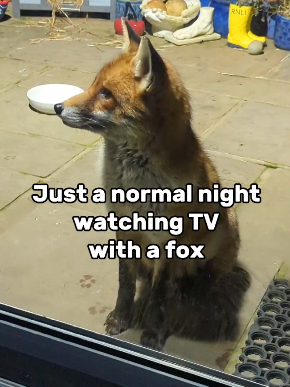 He must really like Jude Law, I guess?! Tiger often watches TV with me from the other side of the door. He seemed to really enjoy this one! 🦊❤️ #foxes #animals 