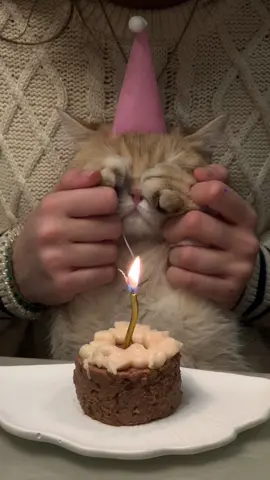 Happy Birthday Mimi🎉        #cat #catsoftiktok #catlover #catlovers #catbirthday #catcake #happy #happybirthday #happymoments #kedi #pisik #adgünü #dogumgünü 