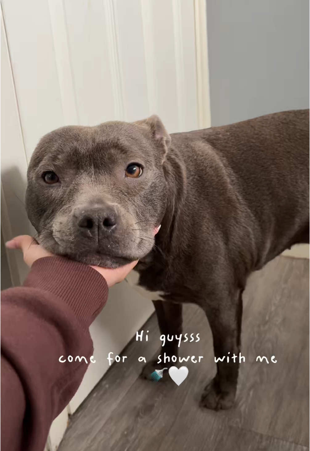 showertime!!!🥹🤍🚿 #staffy #mylathebluestaffy #showertimewithmyla #dogshower #wetdog #staffordshirebullterrier #staffie #doglovers #bluestaffy #viraldog #dogtrend #mylaslife #happystaffy #dogshowerroutine 