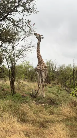 Just have a look at how long that tongue is and how this Giraffe uses it to grab the leaves off of the tree 👏🏹🐾🔥 #africanwildsafaris #leadwoodranch #giraffe #africa #wildlife #sci #dangerousgame #Outdoors #outdoorsmal #biggamehunting #jagt 