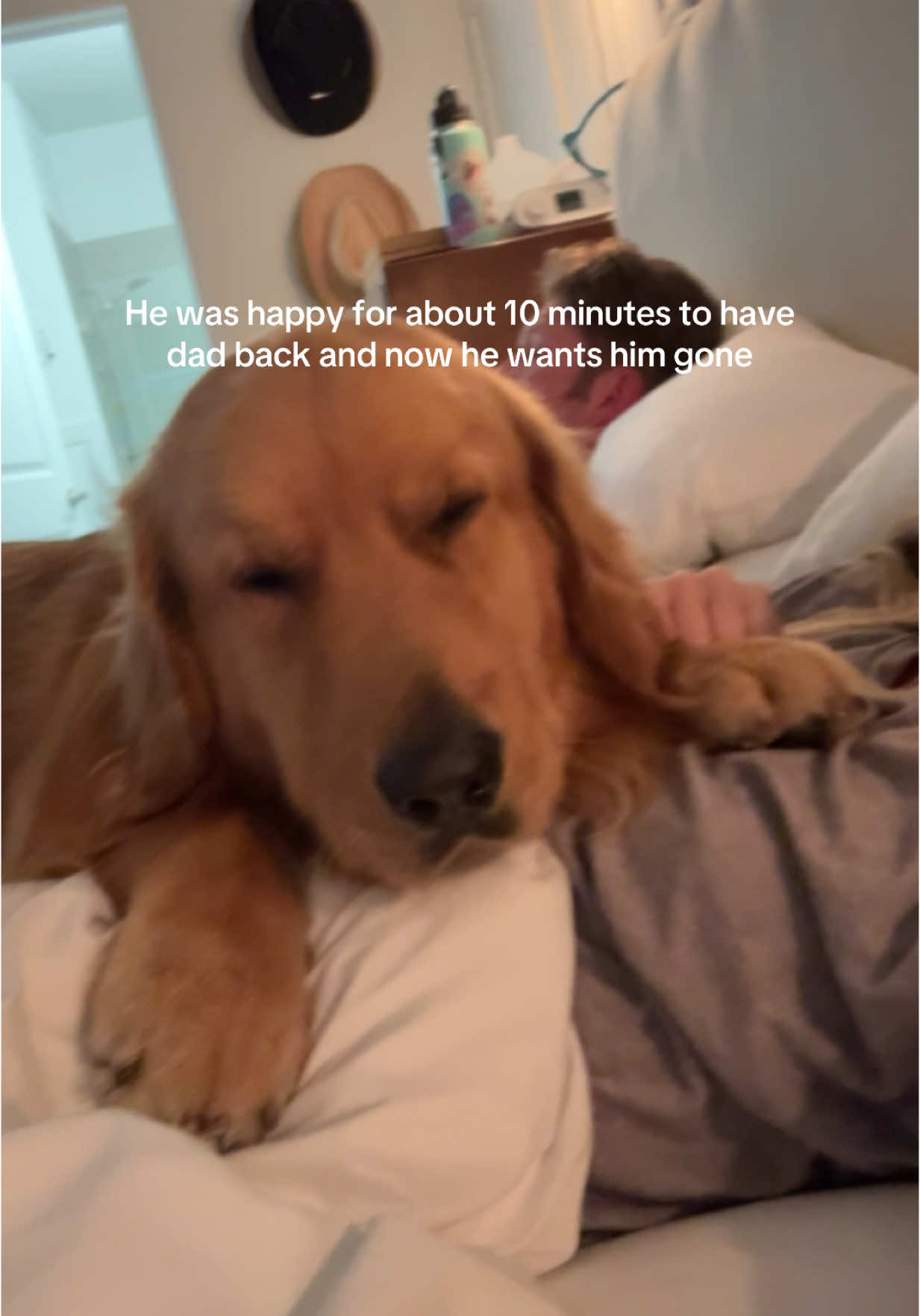 Do not touch mom, do not look at her, dad needs to leave. #dogsoftiktok #fyp #goldenretriever #funny #humor #foryou
