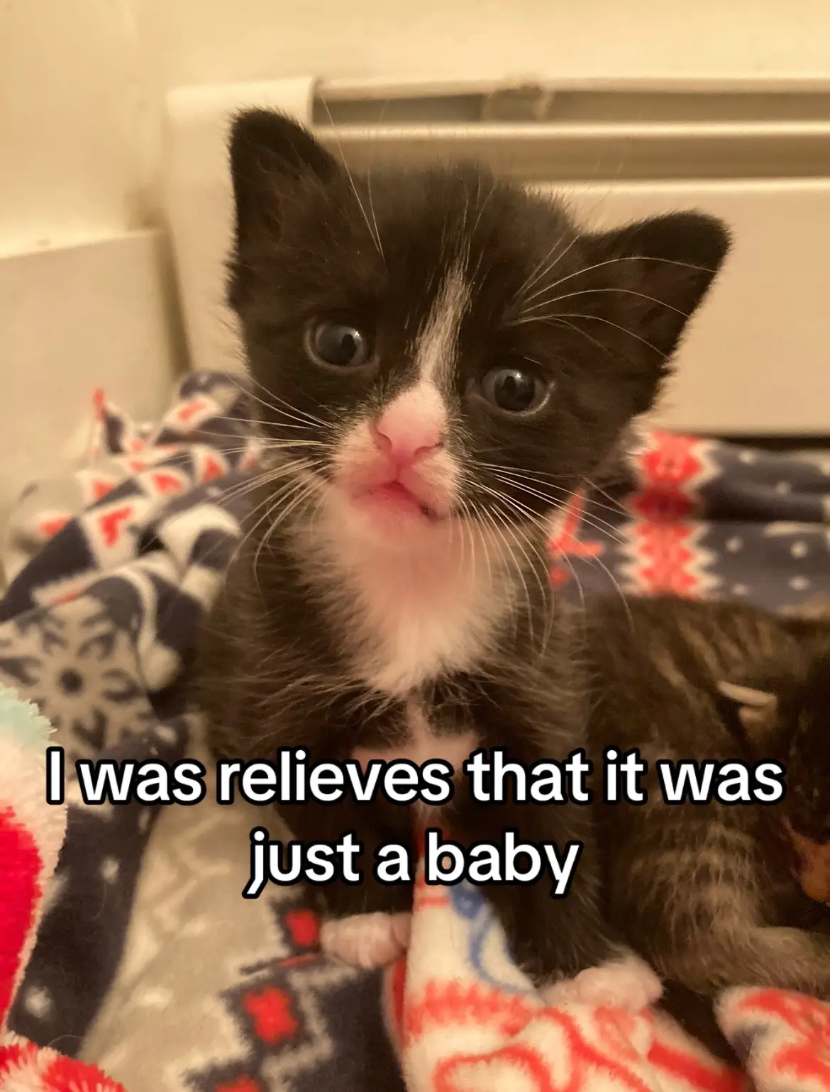 Chunky kitten bellies are the cutest and you can’t tell me otherwise! #catrescuer #kitten #fosterkitten #rescuekitten #kittensoftiktok #baby #kittenlove 