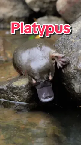 The Platypus is literally built dfferent #platypus 