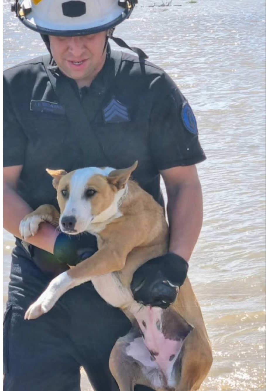 Temporal en #BahíaBlanca: el dramático rescate de decenas de animales atrapados por las inundaciones. Mas de 100 animales fueron rescatados en esta catástrofe. Veterinarios, bomberos, rescatistas y vecinos se organiza para seguir rescatando a más animales ellos son un ejemplo inspirador de cómo la comunidad puede unirse en tiempos de crisis. Cada vida cuenta, y cada esfuerzo por proteger a los animales. Muchos de ellos esperan volver a reunirse con sus dueños. #bahiablanca #inundacion #argentina 