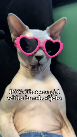 Did he hit the pose right?? #cat #catsoftiktok #hairlesscat 
