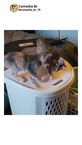 gatos engraçados #gatos #catsoftiktok #gatosengraçados #pets #animais #comedia #meme #foryoupage❤️❤️ 