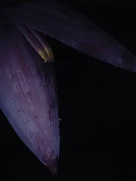 The Silent Pollinator: Nature’s Midnight Dancer  @Nicolasreusens  Costa Rica  In the dead of night, a silent pollinator takes flight. At 340 fps, witness the unseen—a bat’s delicate dance with a banana flower, each lick fueling the jungle’s endless cycle of life.  Power. Precision. Nature in motion. #SlowMotion #NightLife #CostaRica #BatMagic #batinflight #bat #batnight #nicolasreusens #wildlife #slowmo #batinslowmotion 