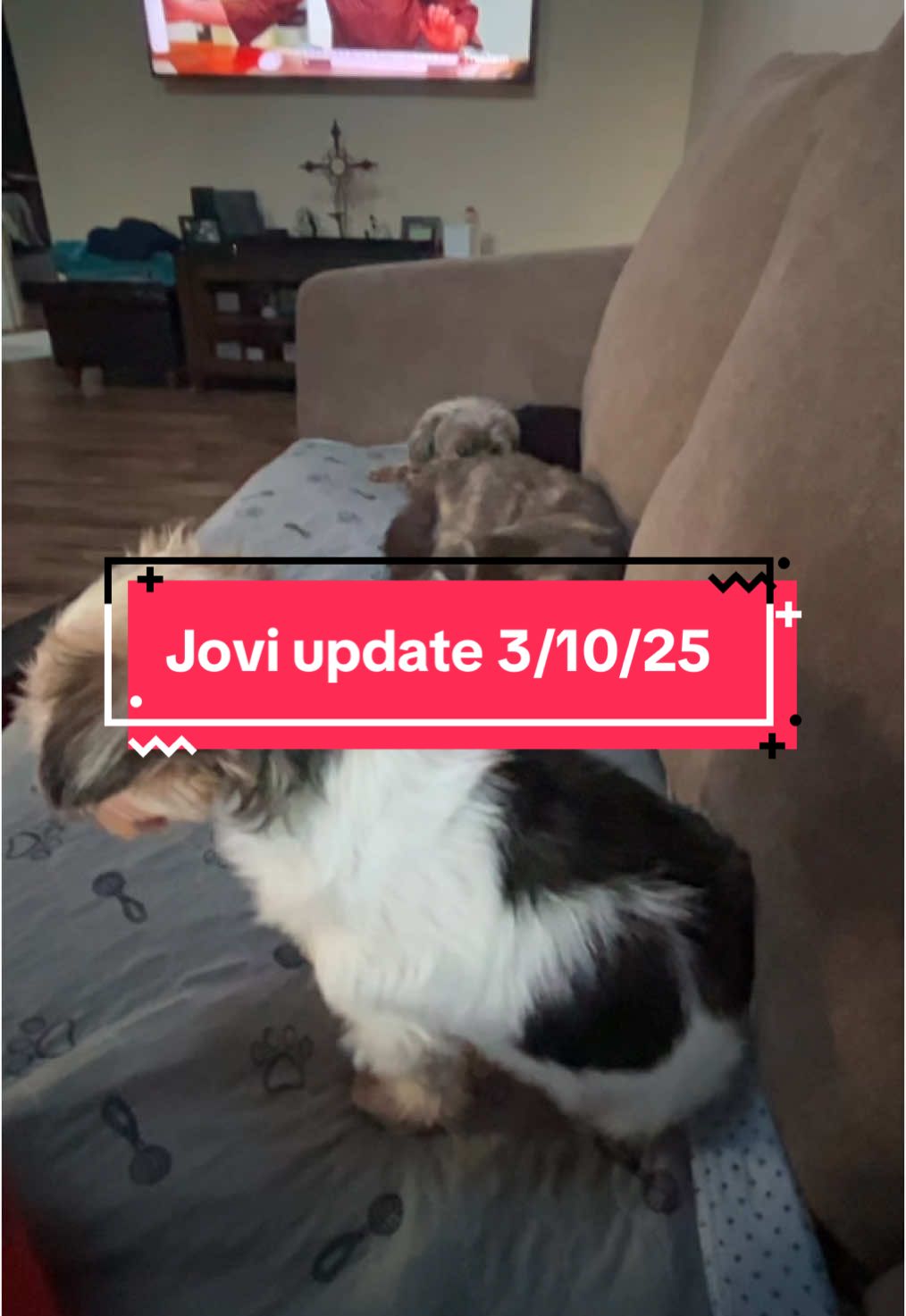 #cat #update #adoptdontshop #vetrinarian #surgery #tripod #PetsOfTikTok #catmom #adorable 