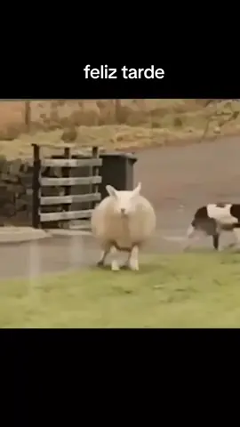 #animales #gracioso #feliztarde 