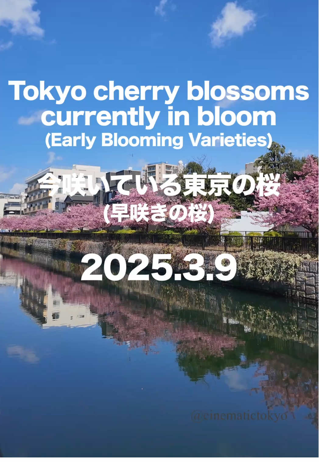 The early blooming cherry blossoms in Tokyo on March 9, 2025.   2025年3月9日の東京の早咲きの桜の開花状況 All images here are shot on March 9, 2025. By swiping you can see the subjective flowering rate of each spot as a percentage. These cherry blossoms are early-blooming varieties, Kawazuzakura, Okame-zakura, and Okan-zakura. The Kawazu-zakura cherry blossoms in Tokyo have passed their peak and Okan-zakura cherry blossoms have begun to bloom. 映像は全て2025年3月9日に撮影しました。スワイプするとそれぞれのスポットの開花率(主観)をパーセントで見れます。これらの桜は早咲きの品種で河津桜、オカメ桜、大寒桜です。都内の河津桜はピークを超えて大寒桜が咲き始めました。 It is best to go see the cherry blossoms on a clear, sunny day with no wind. Take pictures where the sun is shining. 桜を見に行くのは風のない快晴の日がおすすめです。写真を撮る時は太陽の光が当たっているところを撮りましょう。 Enter the code after place name below into Google map to find the exact location. 以下の地名の後のコードをGoogle mapに入力すると正確な場所を調べることができます。 1 Oyokogawa (Kiba Park) 大横川(木場公園) MRC5+QR 2 Kiba Park 木場公園 MRF5+GH 3 Nihonbashi (Ajisai Street) 日本橋(アジサイ通り)  MQPG+W3 4 Nihonbashi (Honshirogane Street) 日本橋(本銀通り)  MQQC+RQ 5 Shinobazu Pond(Ueno Park)不忍池(上野公園) PQ6F+33 6 Gojo Tenjin Shrine (Ueno Park) 五條天神社(上野公園)  PQ7C+FW 7 Ueno Park Entrance上野公園入り口 PQ6F+8G 8 Azabudai Hills 麻布台ヒルズ MP6V+XM 9 Prince Shiba Park プリンス芝公園 MP4W+FV 10 Minato City Shiba港区立芝公園 MP4X+6J 11 Eitai Bridge 永代橋 MQGP+HG 12 Hibiya Park 日比谷公園 MQG4+9F #河津桜#東京の桜#桜#東京観光