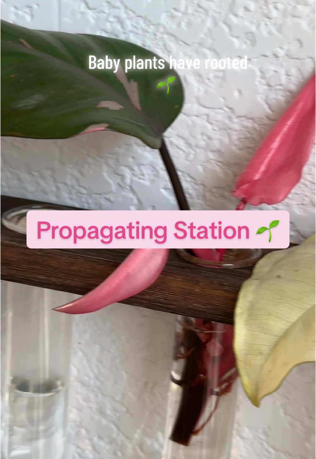 My baby plants have rooted and are thriving 🌱  #propogation #babyplants #plantcuttings #propogationstation #newplantbabies #houseplants #pinkprincessphilodendron 