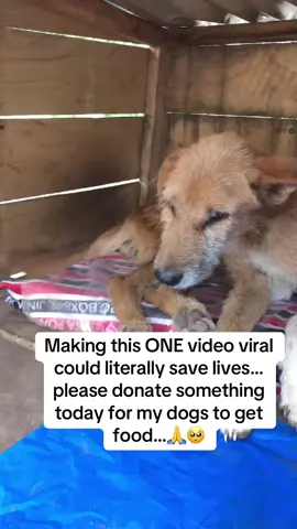Every Single donation helps.. #dogsoftiktok #dog #doglovers #fypageシ #foryoupage #animal #seniordog #shelter #dogmom #dogsofinstagram #fyp #fypp 