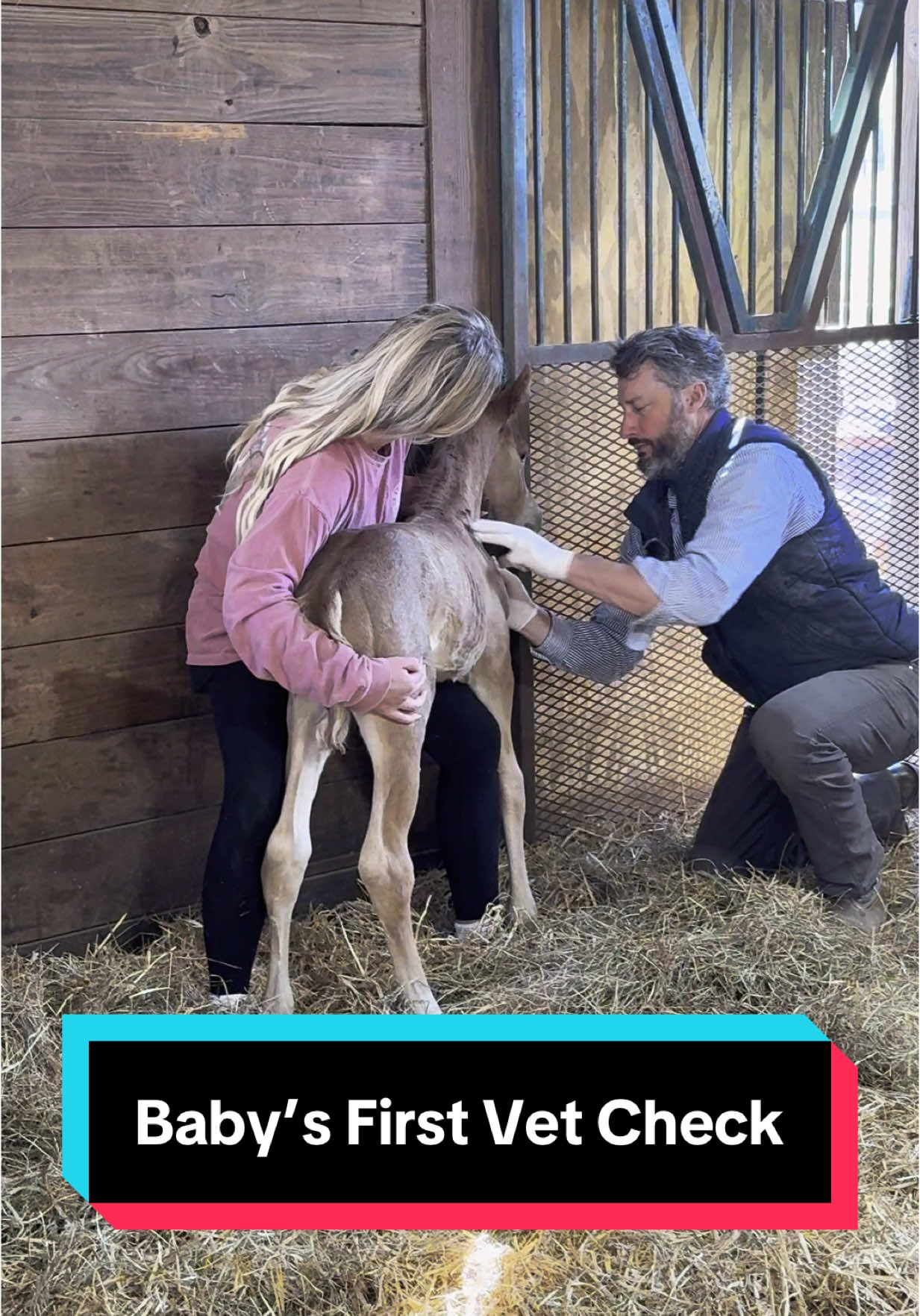 Baby Boy’s first vet check🐴💙 #equinevet #newbornfoal #foalsoftiktok #foalsof2025 