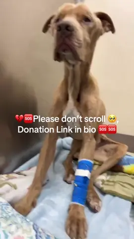 🚨 EMACIATED PITBULL EMERGENCY 🚨  We cannot believe it, another baby heading to VECC right now! 😭 This baby was found unable to stand or walk, and his body condition is frightening. 💔 We aren’t sure what happened but we hope the ER staff can save him and give him a fighting chance.  Starvation cases typically cost us upwards of $2,500 due to the long care and refeeding, which we definitely don’t have right now, but this baby deserves to feel love!! After yesterday, we hate to ask, but please donate to his care if you can. 🥺🙏 LINK 🔗 IN BIO - Donate 🚨  #animals #petsofinstagram #rescuedogs #dog #dogsoftiktok #puppies #puppiesofig #adoptdontshop #shelterpets #rescuedanimals #doglover #animalrescue #animallovers #animalcare #doglife #petstagram #animalshelter #adoptme 