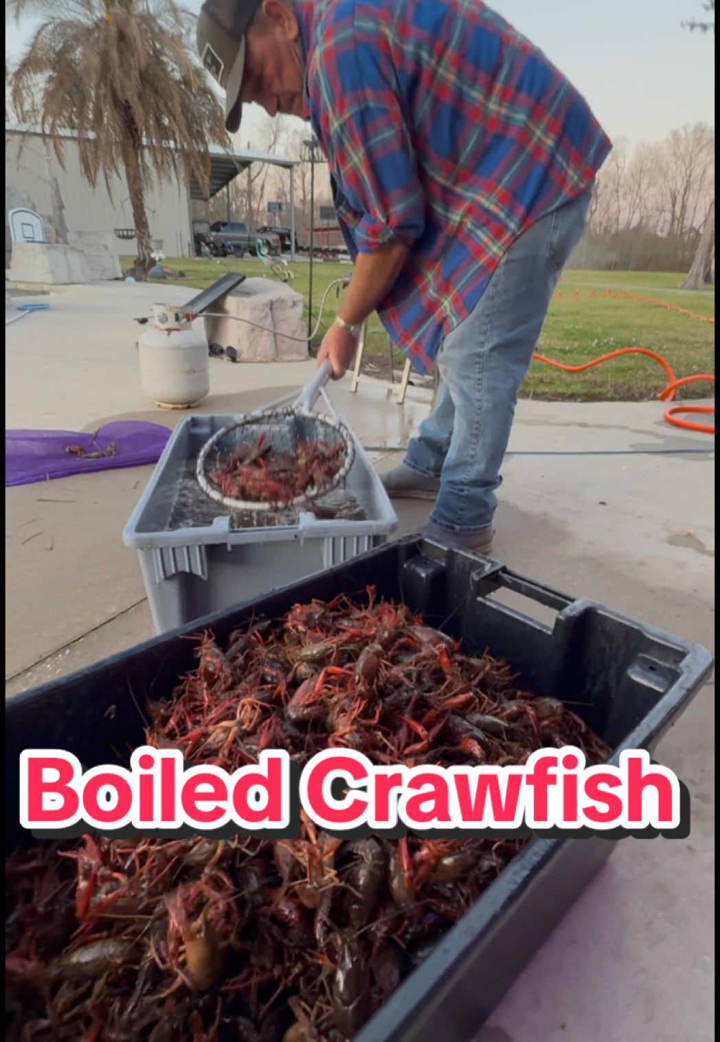 @the_troylandry getting some Crawfish cleaned to boil! #dalandrylife #fypシ #swamppeople #troylandry #FoodTok #crawfish 